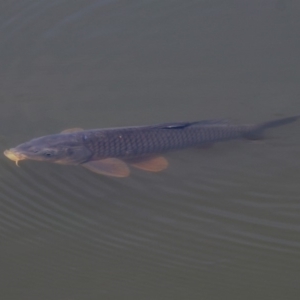 Cyprinus carpio at Fyshwick, ACT - 28 Oct 2018 12:43 PM