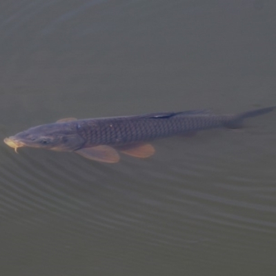 Cyprinus carpio (Common Carp) at Fyshwick, ACT - 28 Oct 2018 by RodDeb