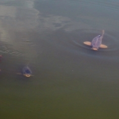 Cyprinus carpio at Fyshwick, ACT - 28 Oct 2018