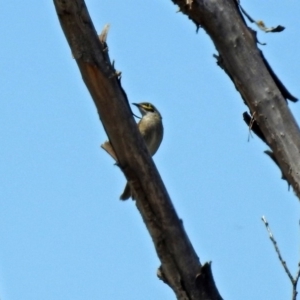 Caligavis chrysops at Fyshwick, ACT - 28 Oct 2018 12:23 PM