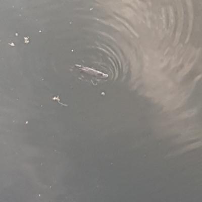 Ornithorhynchus anatinus (Platypus) at Queanbeyan, NSW - 27 Oct 2018 by tom.tomward@gmail.com