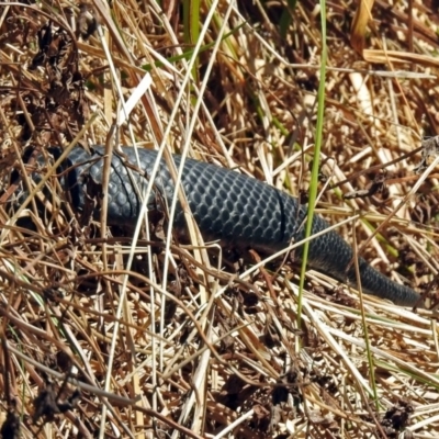 Pseudechis porphyriacus (Red-bellied Black Snake) at Jerrabomberra Wetlands - 28 Oct 2018 by RodDeb