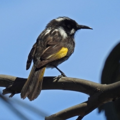 Phylidonyris novaehollandiae (New Holland Honeyeater) at Fyshwick, ACT - 28 Oct 2018 by RodDeb