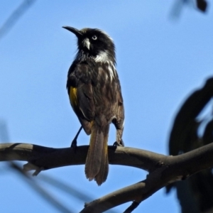 Phylidonyris novaehollandiae at Fyshwick, ACT - 28 Oct 2018 11:11 AM