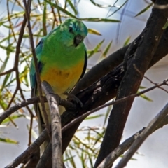 Psephotus haematonotus at Fyshwick, ACT - 28 Oct 2018