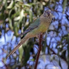 Psephotus haematonotus at Fyshwick, ACT - 28 Oct 2018