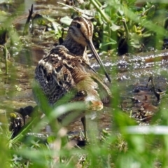 Gallinago hardwickii (Latham's Snipe) at Jerrabomberra Wetlands - 28 Oct 2018 by RodDeb