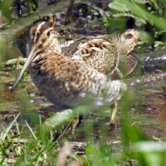 Gallinago hardwickii at Fyshwick, ACT - 28 Oct 2018