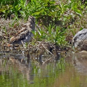 Gallinago hardwickii at Fyshwick, ACT - 28 Oct 2018 12:13 PM