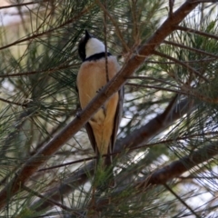 Pachycephala rufiventris (Rufous Whistler) at Fyshwick, ACT - 28 Oct 2018 by RodDeb