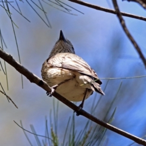 Pachycephala rufiventris at Fyshwick, ACT - 28 Oct 2018