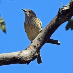 Pachycephala rufiventris at Fyshwick, ACT - 28 Oct 2018