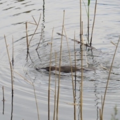 Ornithorhynchus anatinus (Platypus) at Paddys River, ACT - 28 Oct 2018 by BenW