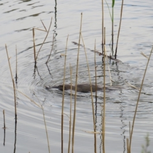 Ornithorhynchus anatinus at Paddys River, ACT - 28 Oct 2018 04:56 PM