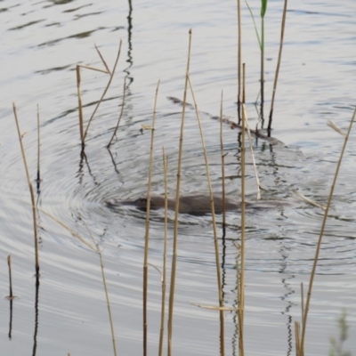 Ornithorhynchus anatinus (Platypus) at Tidbinbilla Nature Reserve - 28 Oct 2018 by TomW