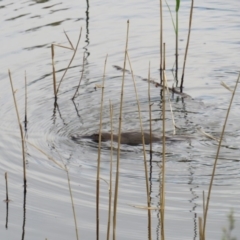 Ornithorhynchus anatinus (Platypus) at Paddys River, ACT - 28 Oct 2018 by TomW