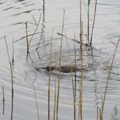 Ornithorhynchus anatinus (Platypus) at Paddys River, ACT - 28 Oct 2018 by TomW