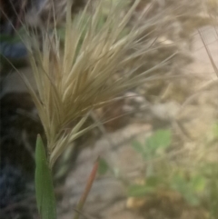 Unverified Grass at Lake George, NSW - 28 Oct 2018 by MPennay