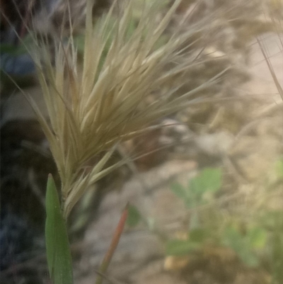 Unidentified Grass at Lake George, NSW - 27 Oct 2018 by MPennay