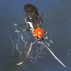 Braconidae (family) (Unidentified braconid wasp) at Undefined - 28 Oct 2018 by jb2602