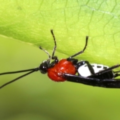 Braconidae (family) at undefined - 28 Oct 2018 11:37 AM