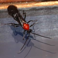 Braconidae (family) at undefined - 28 Oct 2018 11:37 AM