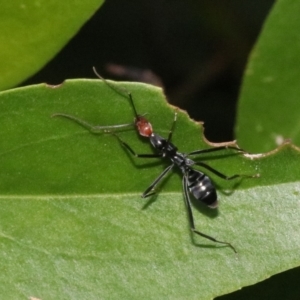 Leptomyrmex erythrocephalus at Rosedale, NSW - 26 Oct 2018 06:21 PM