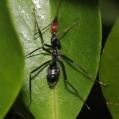 Leptomyrmex erythrocephalus at Rosedale, NSW - 26 Oct 2018 06:21 PM