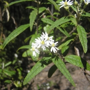 Olearia lirata at Paddys River, ACT - 27 Oct 2018