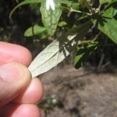 Olearia lirata at Paddys River, ACT - 27 Oct 2018