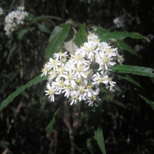 Olearia lirata at Paddys River, ACT - 27 Oct 2018