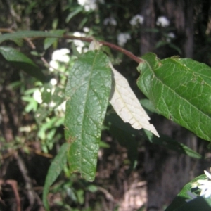 Olearia lirata at Paddys River, ACT - 27 Oct 2018