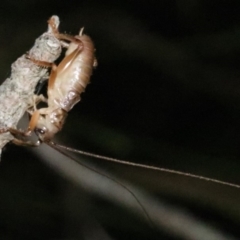 Arrolla sp. (genus) (Raspy Cricket) at Rosedale, NSW - 25 Oct 2018 by jb2602