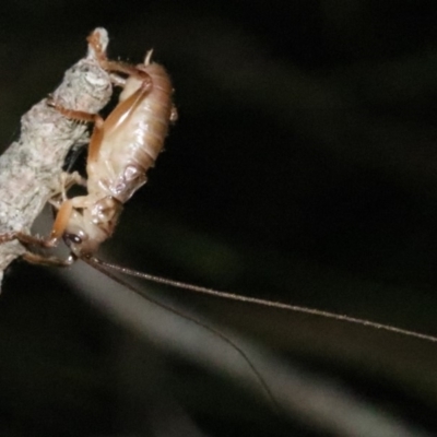 Arrolla sp. (genus) (Raspy Cricket) at Rosedale, NSW - 25 Oct 2018 by jbromilow50