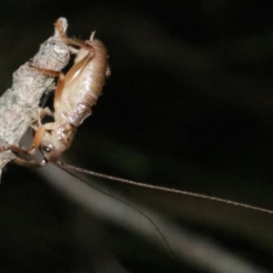 Arrolla sp. (genus) at Rosedale, NSW - 25 Oct 2018