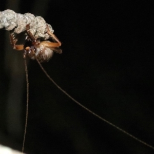 Arrolla sp. (genus) at Rosedale, NSW - 25 Oct 2018