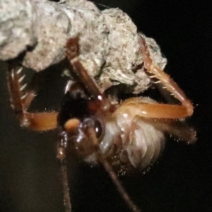 Arrolla sp. (genus) at Rosedale, NSW - 25 Oct 2018