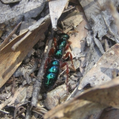 Diamma bicolor (Blue ant, Bluebottle ant) at Tidbinbilla Nature Reserve - 27 Oct 2018 by MatthewFrawley