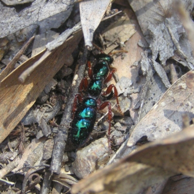 Diamma bicolor (Blue ant, Bluebottle ant) at Tidbinbilla Nature Reserve - 27 Oct 2018 by MatthewFrawley