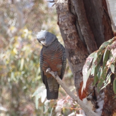 Callocephalon fimbriatum (Gang-gang Cockatoo) at Red Hill Nature Reserve - 28 Oct 2018 by JackyF