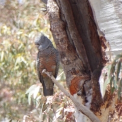 Callocephalon fimbriatum at Deakin, ACT - suppressed