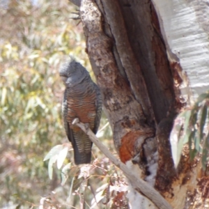 Callocephalon fimbriatum at Deakin, ACT - 28 Oct 2018