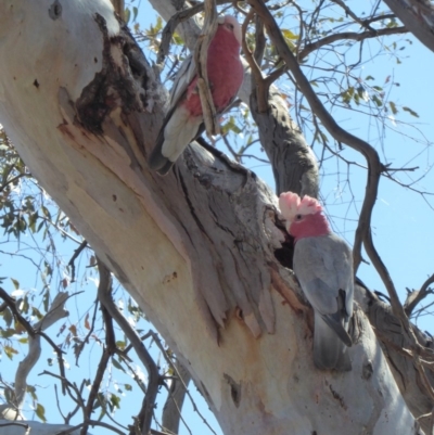 Eolophus roseicapilla (Galah) at Deakin, ACT - 27 Oct 2018 by JackyF