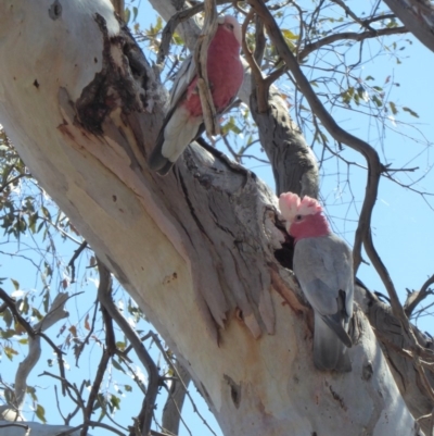 Eolophus roseicapilla (Galah) at Red Hill to Yarralumla Creek - 26 Oct 2018 by JackyF