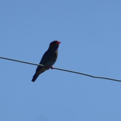 Eurystomus orientalis (Dollarbird) at Red Hill to Yarralumla Creek - 26 Oct 2018 by JackyF