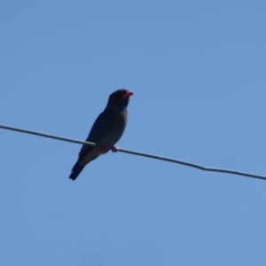 Eurystomus orientalis at Hughes, ACT - 27 Oct 2018