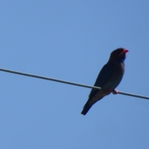 Eurystomus orientalis at Hughes, ACT - 27 Oct 2018