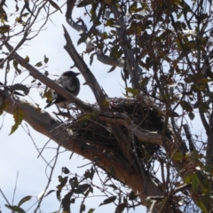 Gymnorhina tibicen (Australian Magpie) at Hughes, ACT - 27 Oct 2018 by JackyF