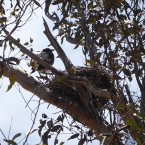 Gymnorhina tibicen at Hughes, ACT - 27 Oct 2018