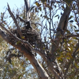 Gymnorhina tibicen at Hughes, ACT - 27 Oct 2018